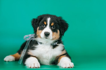 Australian shepherd puppy posing in the studio. Beautiful young aussie baby in blue background.	