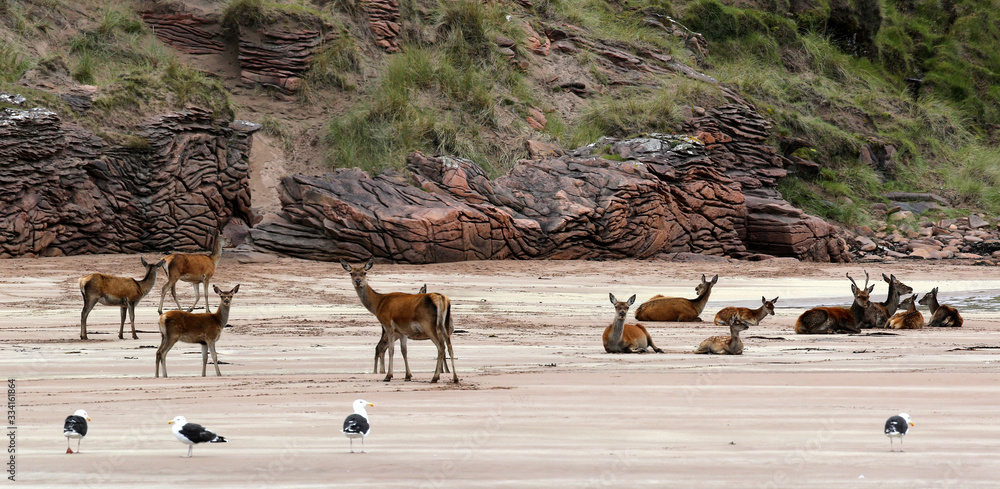 Sticker Group of Red Deer at the beach of Isle Rum (Scotland)