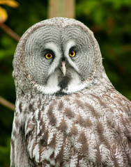 owl in the zoo