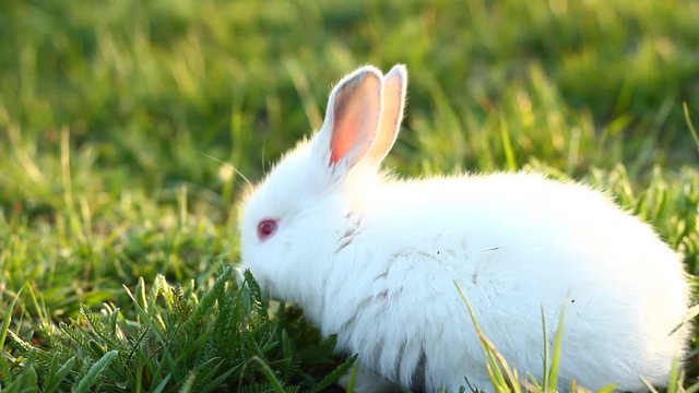 a small fluffy white rabbit eats grass in a meadow in the setting sun. Cute rabbit in a green meadow eating young juicy green grass .Easter bunny