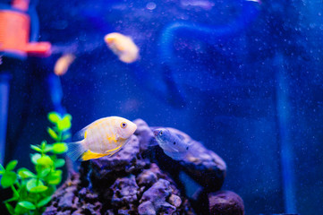 Fototapeta na wymiar Fish in Aqurium