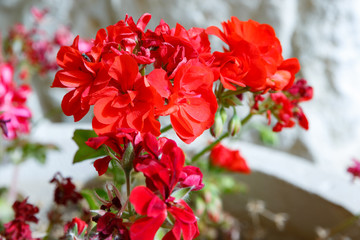 Small fly on red geranium flowers