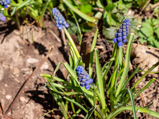 Blaue Traubenhyazinthen im Garten