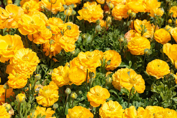 Orange asian buttercup