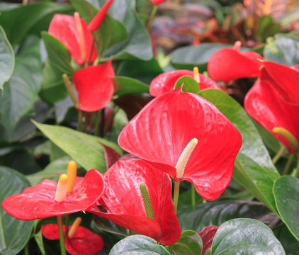Many red anthuriums