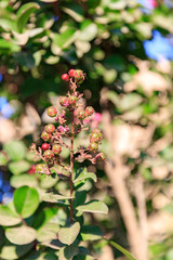 Red buds of lagerstroemia indica