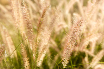 Fluffy grass in shallow DOF