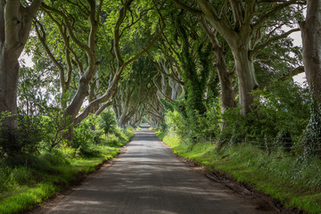 Fototapeta na wymiar The Dark Hedges im Sommer - County Antrim, Nordirland