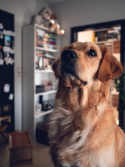 Cute dog is waiting for a treat