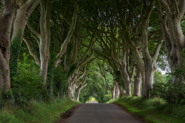 The Dark Hedges im Sommer - County Antrim, Nordirland