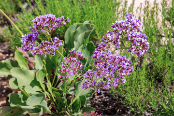 Obraz premium Sea lavender flower