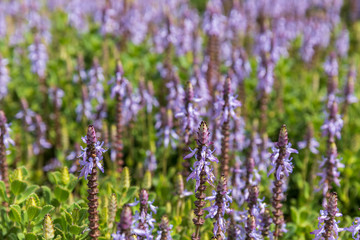 Plectranthus neochilus