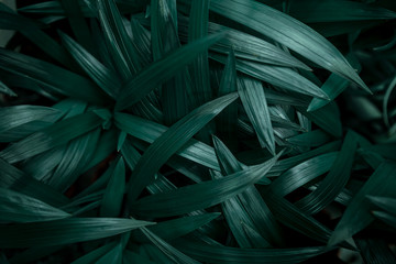 Obraz na płótnie Canvas Background texture of natural leaves in dark green.