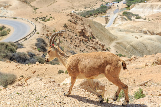 Nubian ibex in a mountains