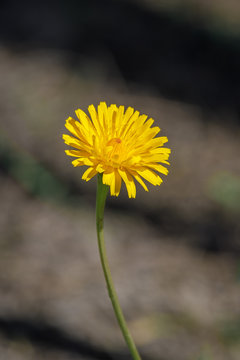 Ripe beautiful yellow dandelion flower