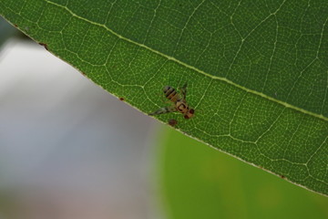 2mm kleine Fliege