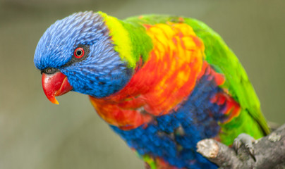 parrot exotic