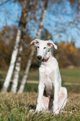 Fototapeta premium Borzoi dog puppy posing outside in beautiful autumn. Russian wolfhound white. 