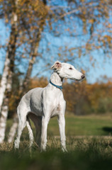 Obraz premium Borzoi dog puppy posing outside in beautiful autumn. Russian wolfhound white. 