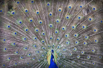 Fototapeta premium peacock zoo