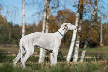 Obraz na płótnie Canvas Borzoi dog puppy posing outside in beautiful autumn. Russian wolfhound white. 