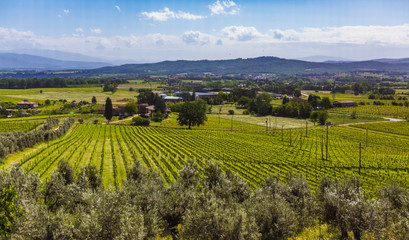 Fototapeta na wymiar A vineyard at Petrola in Tuscany region Italy italy Tuscany tuscany italy