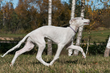 Borzoi dog puppy posing outside in beautiful autumn. Russian wolfhound white.	