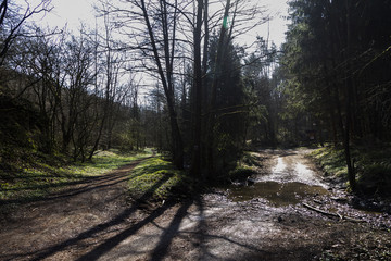 Abzweigung im wald, 2 wege führen fort