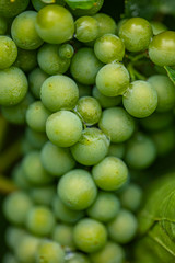 green grapes after rain 