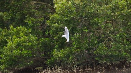 Seagull in full flight over a wildlife reserve in Sydney Australia surrounded by lush green trees with nice blue skies a river and mangroves