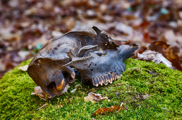 schädel im wald