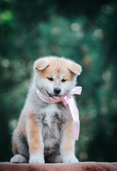 Akita inu cute puppy outside in green background.	