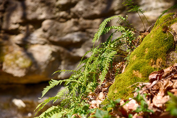 Farn vor einem Felsenwand