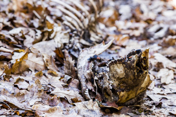 gestorbenes verfaultes tier am boden, im wald, im Frühling