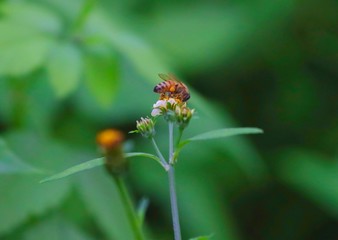 Bee hovering over an orange and white flower trying to get pollen with a nice green background