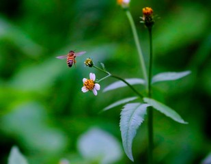 Bee hovering over an orange and white flower trying to get pollen with a nice green background