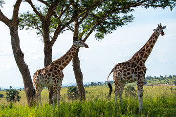 Two giraffes standing under the trees