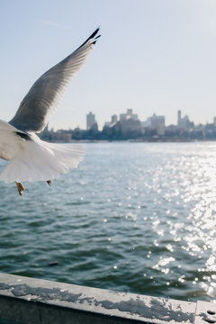 M&ouml;we fliegt von Gel&auml;nder mit Sicht auf Brooklyn