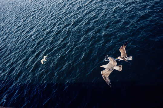M&ouml;wen fliegen &uuml;ber dem Meer in Bergen, Norwegen