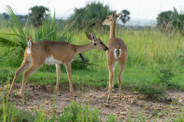 two gazelle in tall grass standing