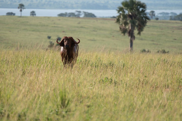 Naklejka na ściany i meble Buffalo in tall grass in Uganda
