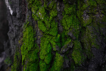Bark covered with green moss abstract texture. Natural background. Forest tree close up