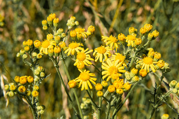 Jakobs-Greiskraut Blumen Gelb