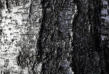 Monochrome birch tree bark texture. Bark close up. Abstract natural black and white background.