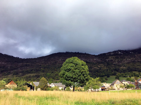 Isoletd tree in a field with cloudy sky