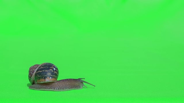  This stock video shows a snail moving in front of a green screen.