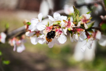 Bee, bumblebee. Honey production. Flowering tree, close up. A honey bee collects pollen from a fruit tree. Ode to spring. 