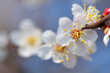 Macro blooming flower on an apricot tree