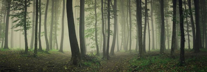 Papier Peint photo Forêt brouillard dans la forêt verte, paysage panoramique de la forêt