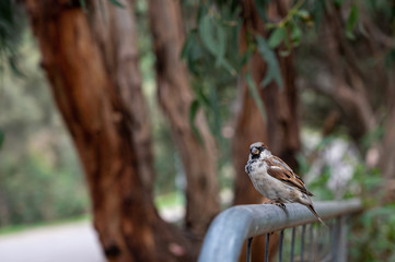 Male sparrow perched on metal fence at Kennett River, Great Ocean Road, Australia
